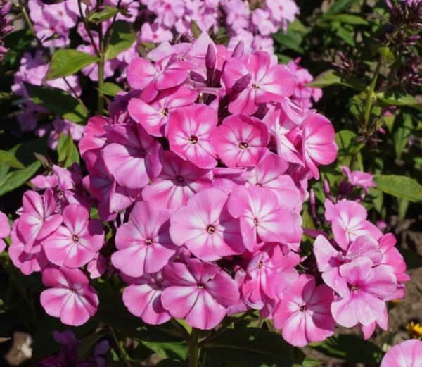 Rosa høstfloks! Ekte blomster-smykke, 926 sølvkjede - Bilde 3