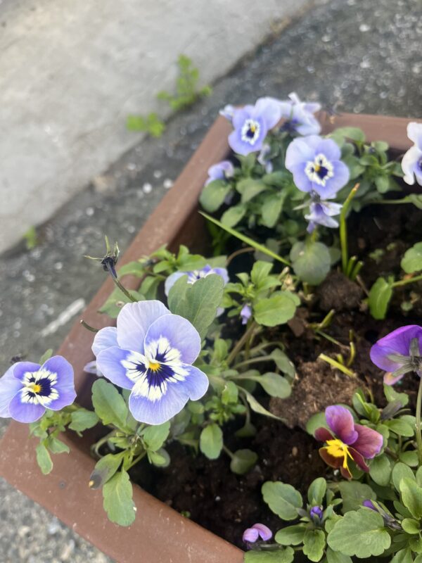 LAVENDELBLÅ FIOLER øredobber, ekte tørket stemorsblomst, 925 sølv ørekroker - Bilde 3