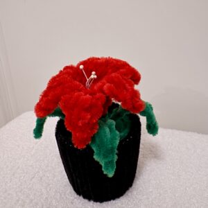 Poinsettia/julestjerne