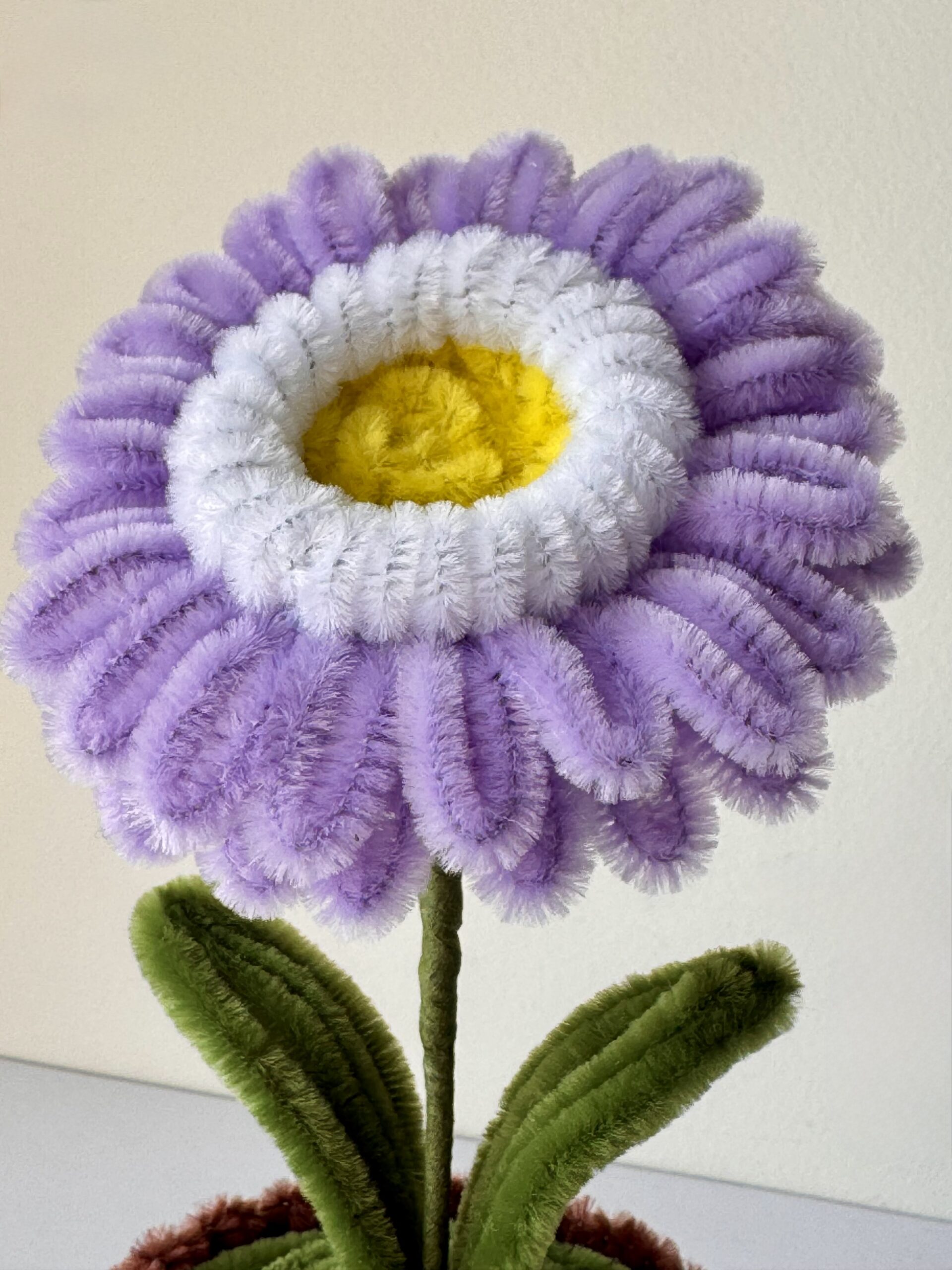 Lilla Gerbera blomst - Bilde 4