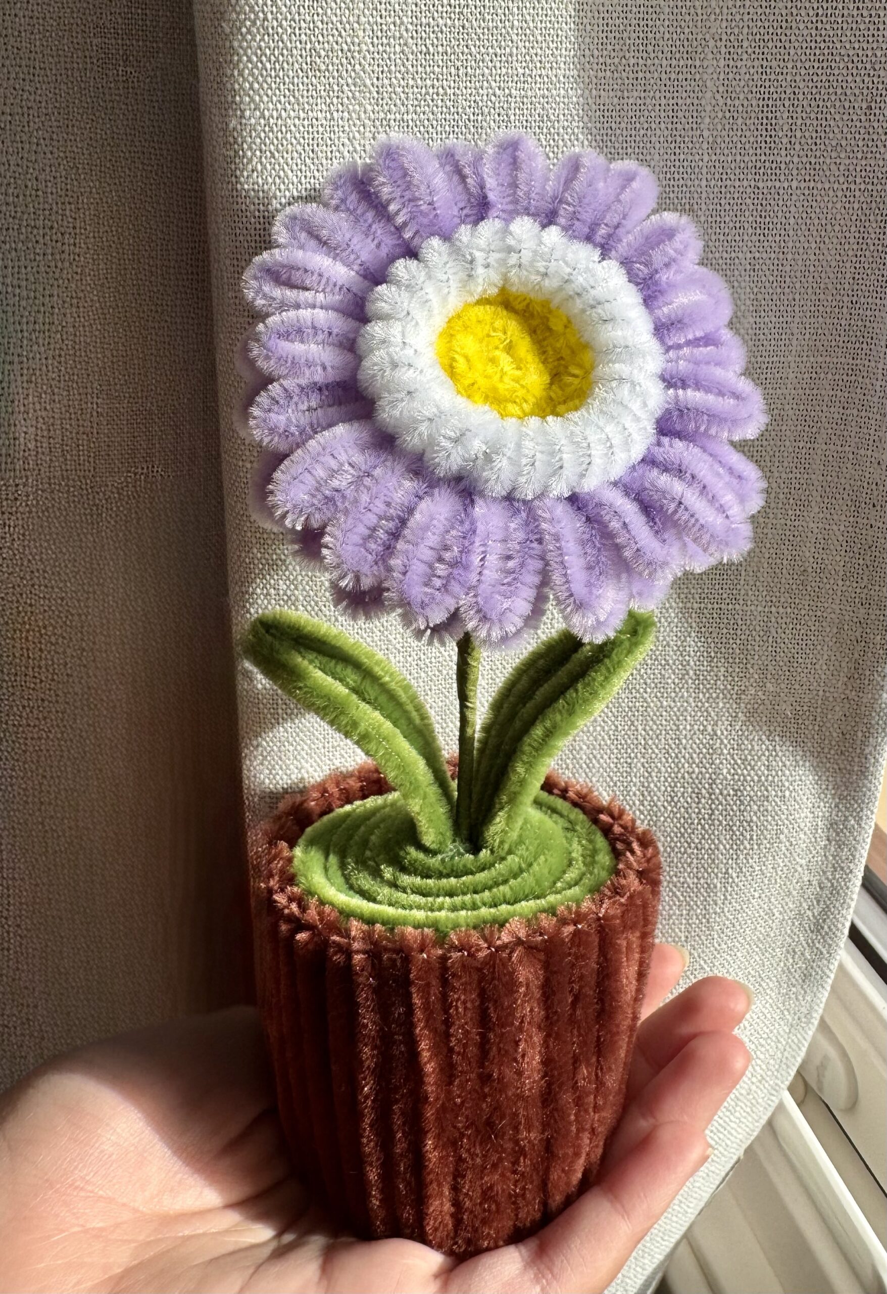 Lilla Gerbera blomst